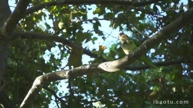 坐在树枝上的野鹦鹉。慢动作鹦鹉在树间进食